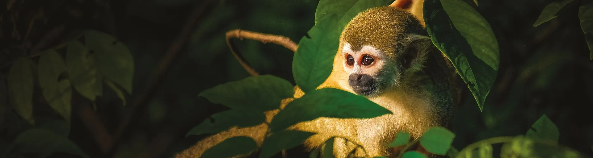 Rio de Janeiro et croisière au fil de l'Amazone et du Rio Negro - Une exploration aux confins de la jungle, entre le Brésil et la Colombie, au coeur de l'Amazonie Originelle