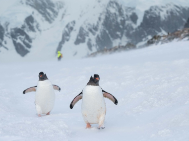A la conquête du continent blanc