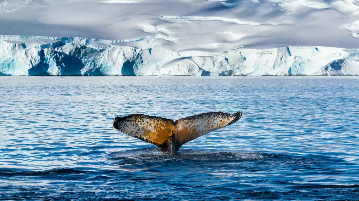 Expédition Antarctique : Réveillon sous les étoiles polaires