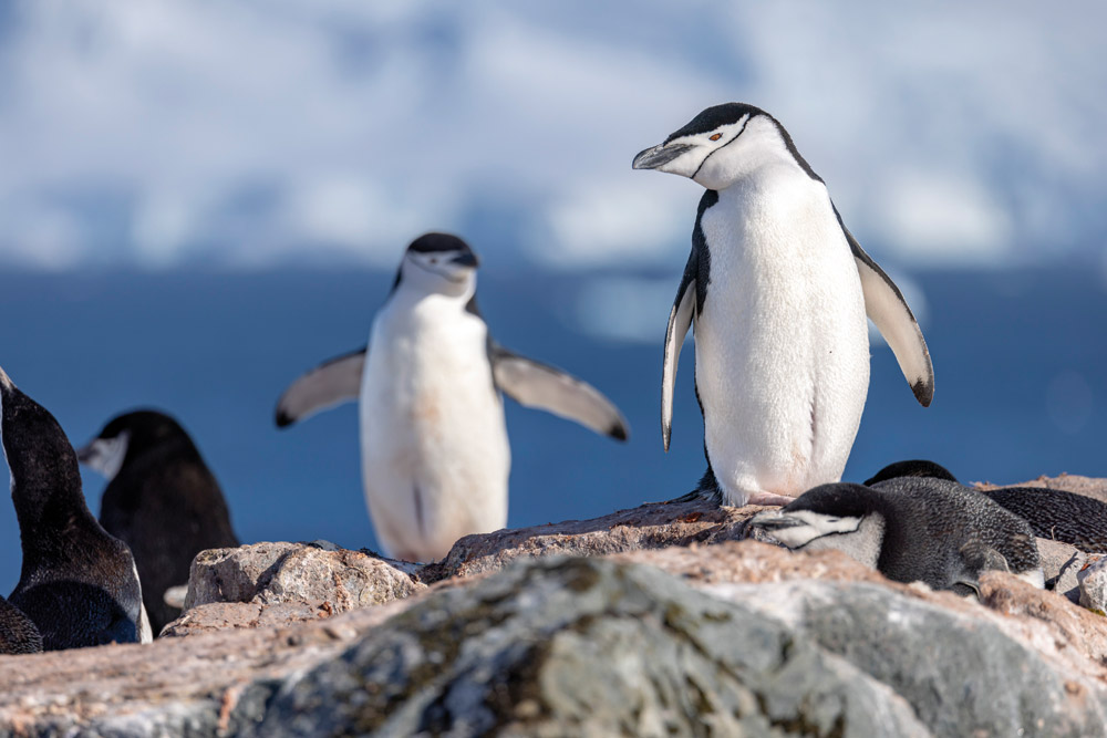 Antarctique, le continent blanc 2027