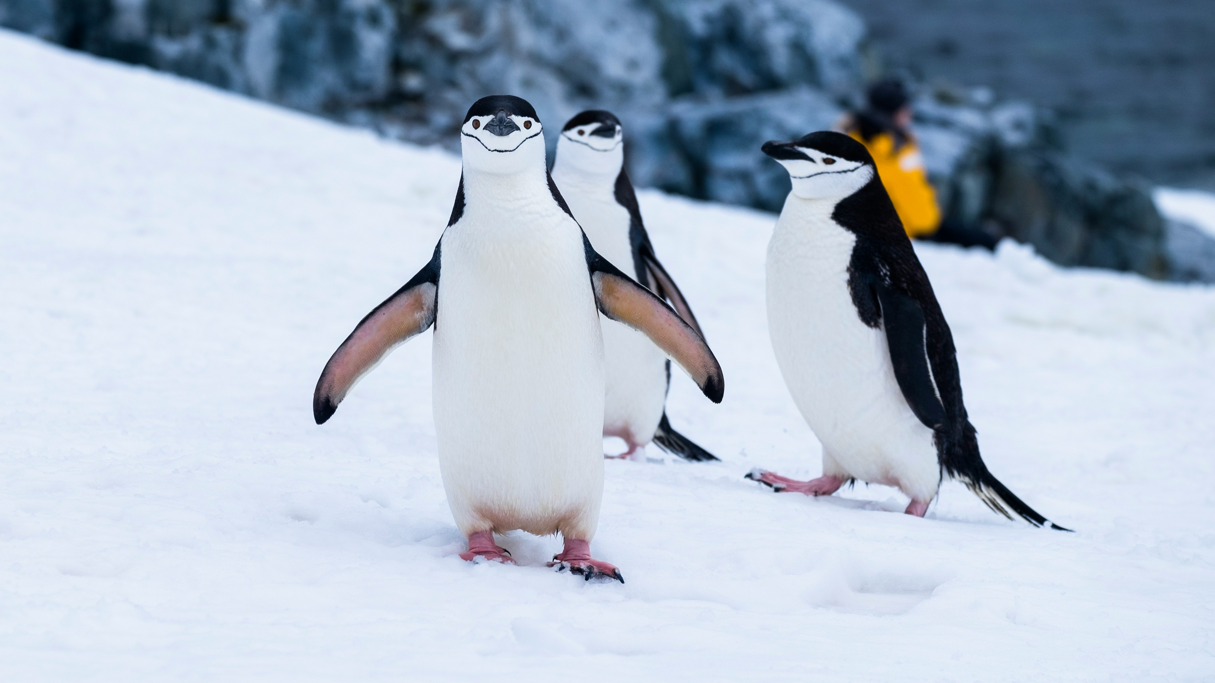 Antarctique, le continent blanc 2027