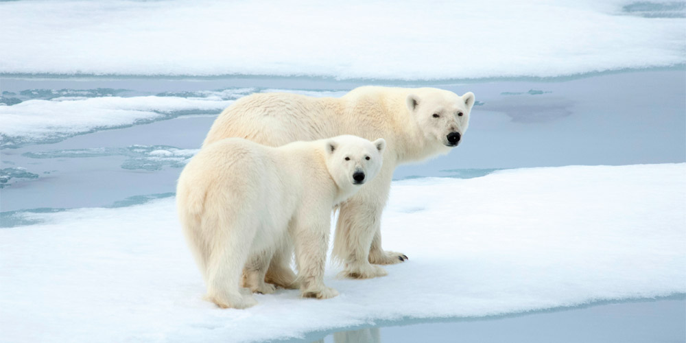 Au Royaume des Glaces : L’ours polaire (excursions incluses)