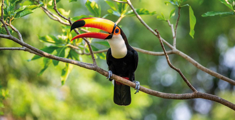 Du charme de Bahia aux lumières de Rio
