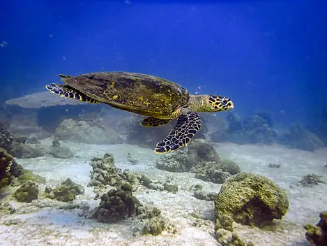 Madagascar et Afrique du Sud