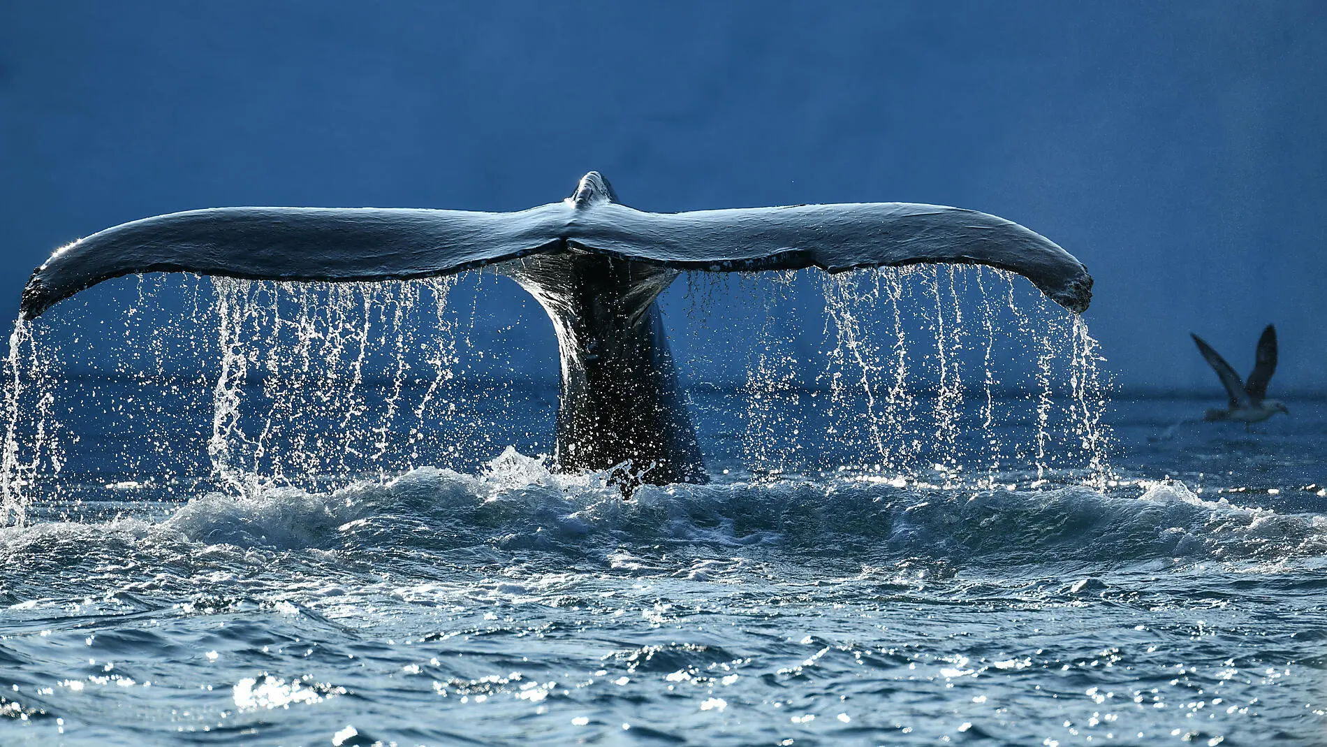 Cap sur la région de Thulé