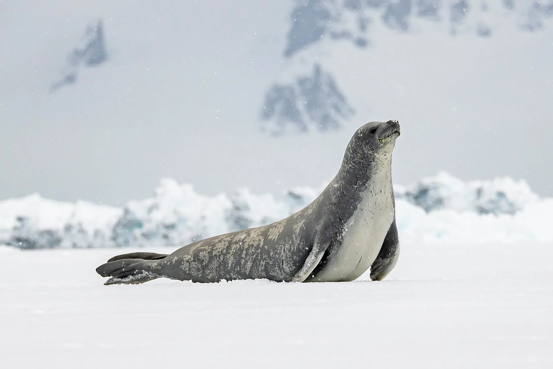 Dans le sillage de Jean-Baptiste Charcot