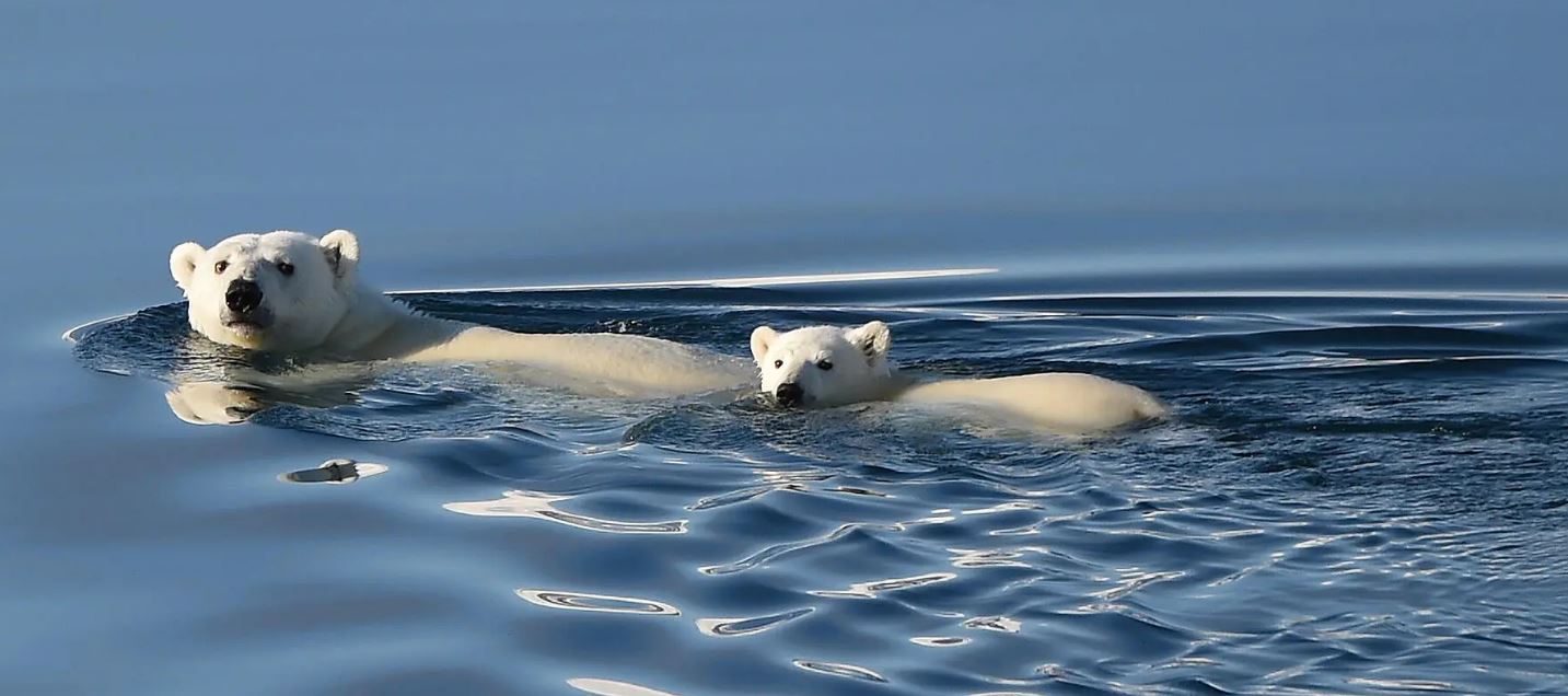 Des côtes sauvages du Groenland à la côte est du Canada 15jours