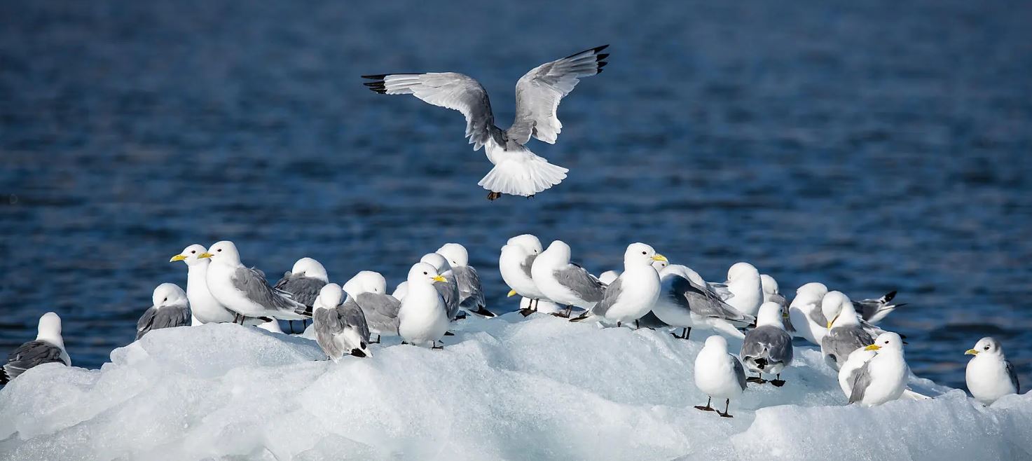 Du Svalbard à l'Islande : odyssée polaire