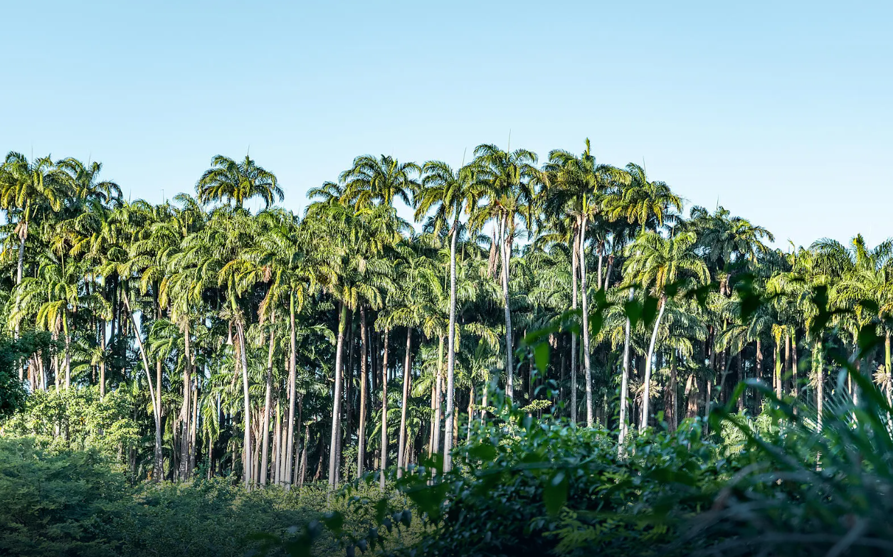 Joyaux secrets des Petites Antilles