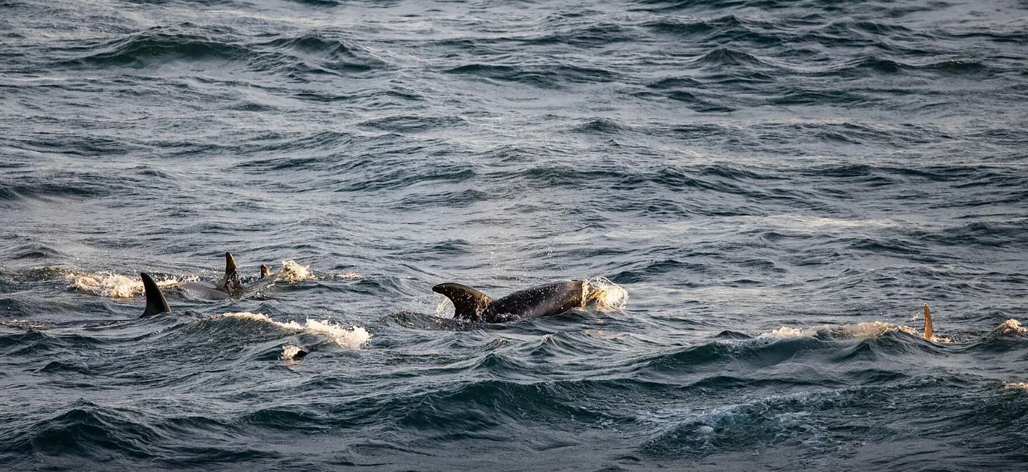 Le pôle Nord géographique et côte est du Groenland