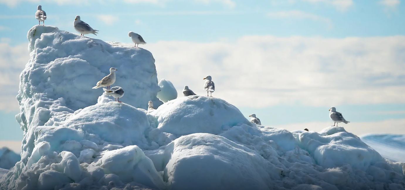 Printemps arctique entre glaces et communautés inuites