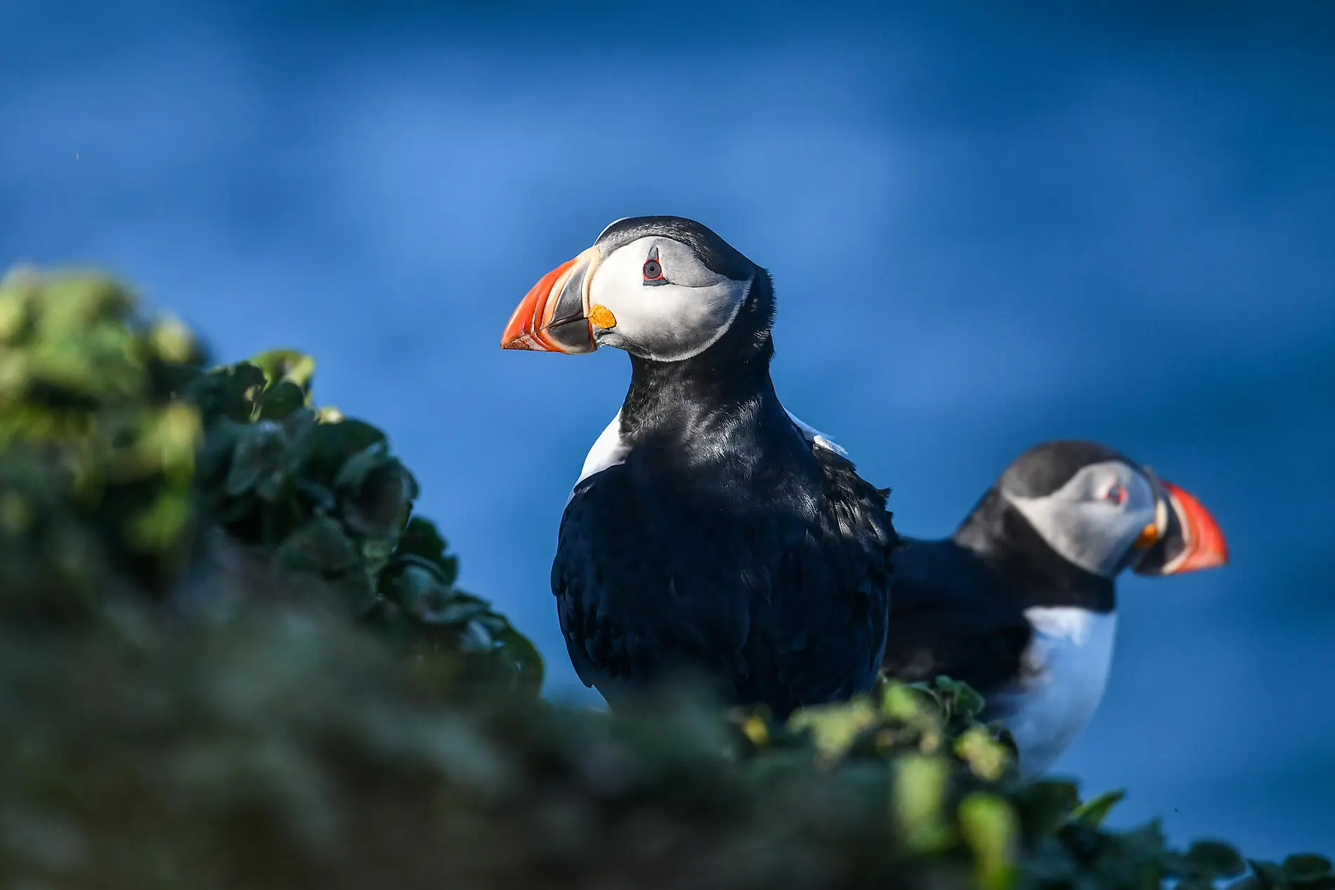 Territoires sauvages d'Écosse, des îles Féroé et d'Islande