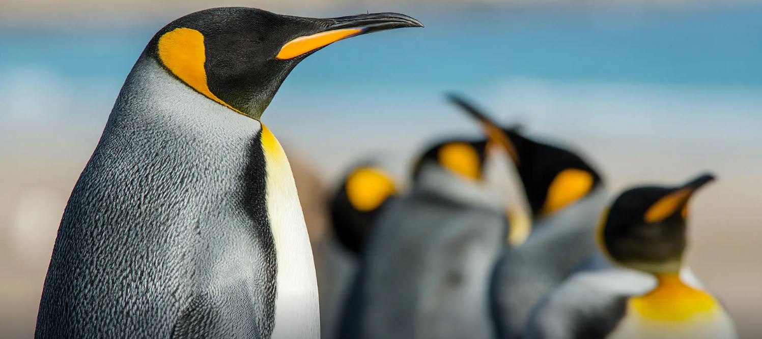 Voyage en terres australes et péninsule Valdés