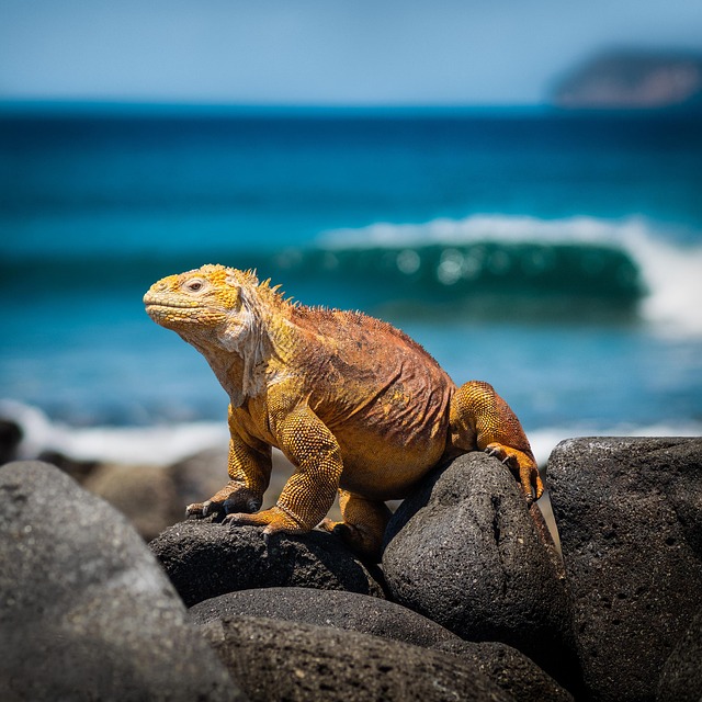 Croisière Expédition aux Galapagos