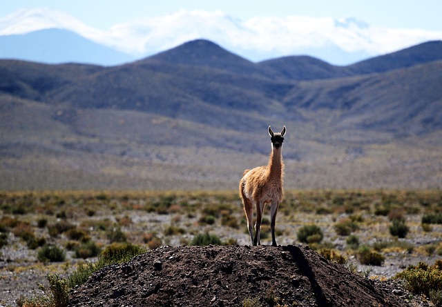 Sur les traces enchanteresses des Incas