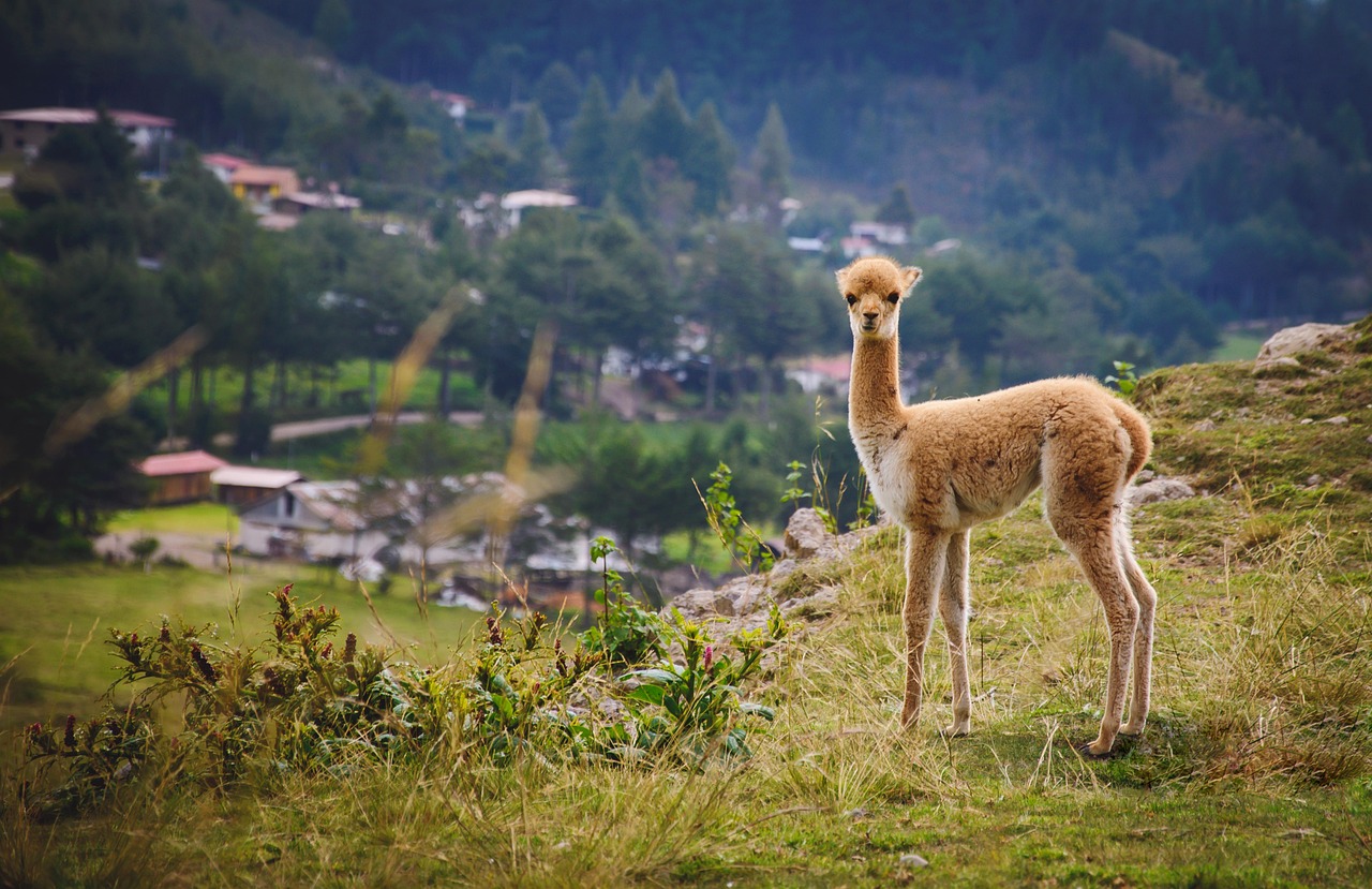 Sur les traces enchanteresses des Incas