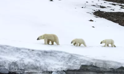 Croisière au Spitzberg : Sur les terres de l’Ours Polaire