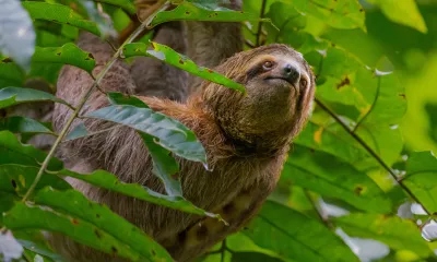 Panama et Costa Rica : couleurs et splendeurs tropicales