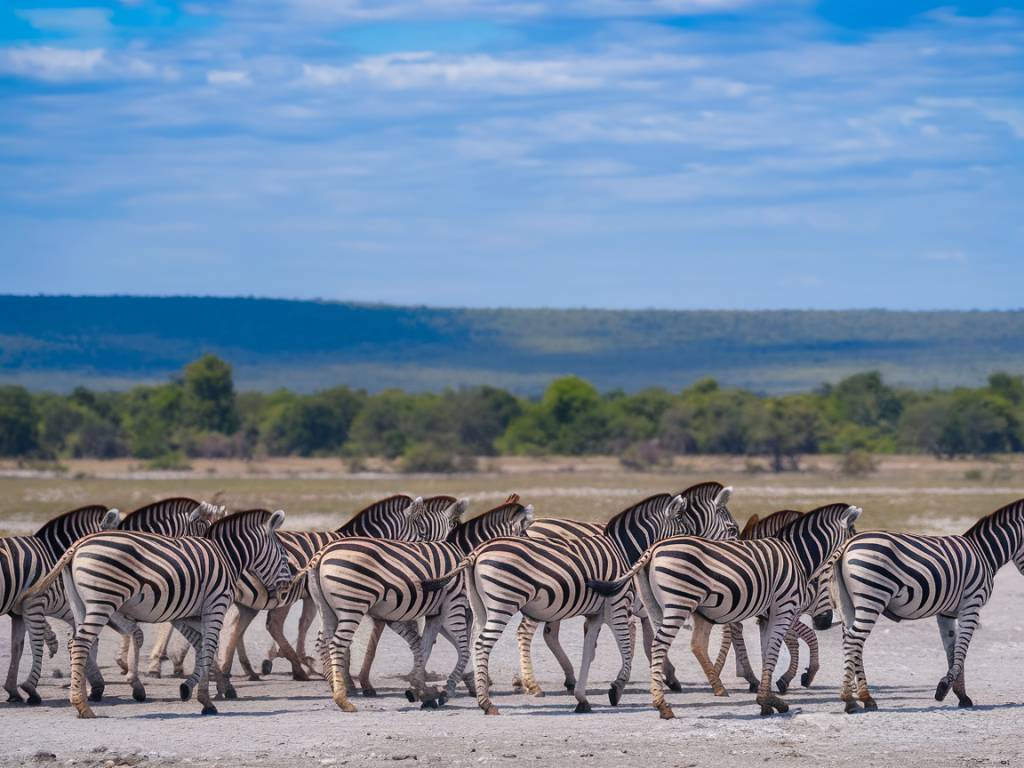 Safari croisière en Afrique australe : parc de Chobe, Lac Kariba et chutes Victoria