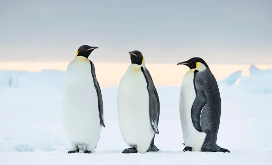 Les manchots empereurs de la mer de Weddell