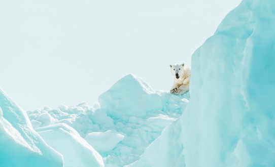 Croisière au Spitzberg : Sur les terres de l’Ours Polaire