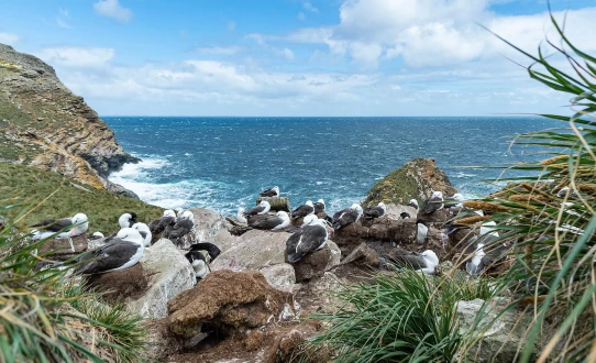 Falkland, Géorgie du Sud & péninsule Valdés : au cœur du monde sauvage