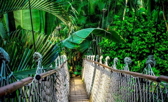 Au fil de l'Amazone et du Rio Negro - Croisière confidentielle au cœur d'une nature secrète et préservée