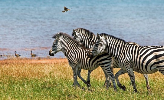 Safari-croisière au fil du Zambèze - Afrique du Sud, Botswana, Namibie, Zimbabwe
